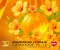 CZ Katalog 10/2025 - Mandarine Florale