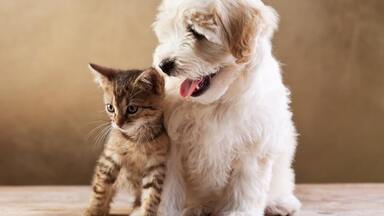 Pre psov a mačky 🐾