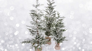 Vánoční stromečky a světla