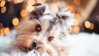 Tipy na dárky pro mazlíčky