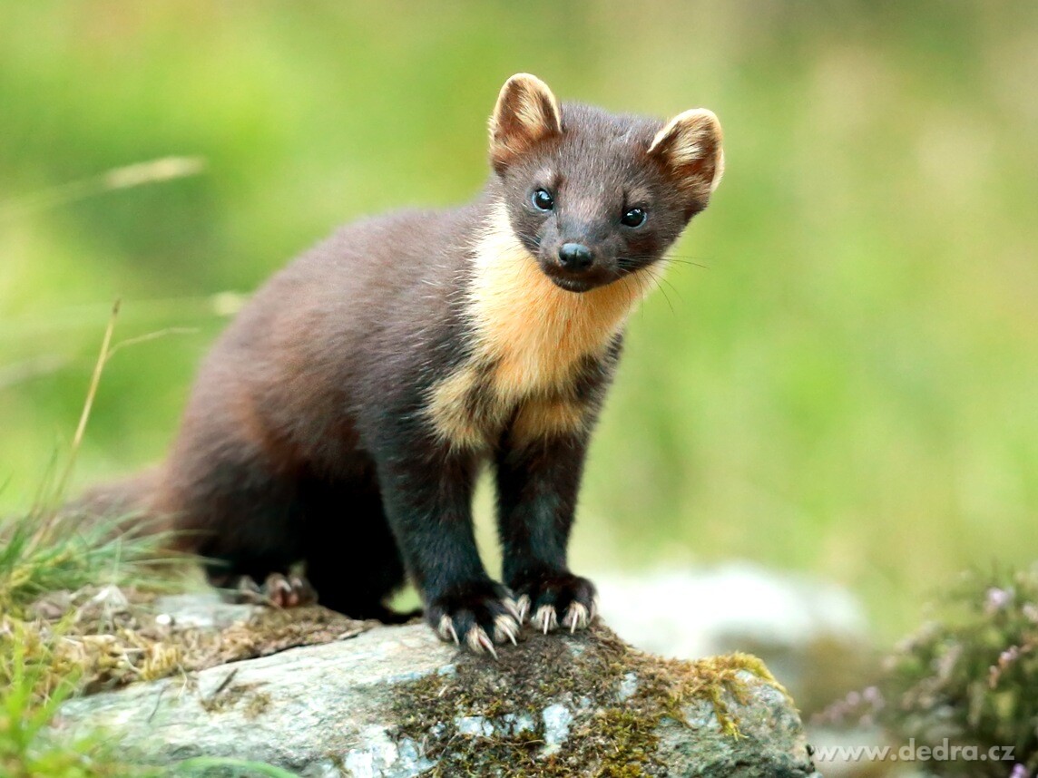 2× KUNOFF | Přírodní odpuzovač kun s geraniolem | účinná ochrana motoru & půdy | 2× 500 ml