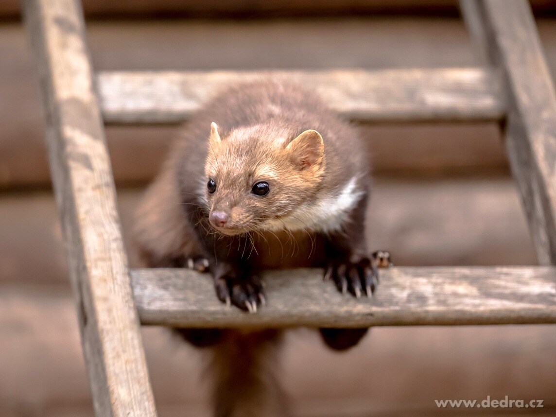 2× KUNOFF | Přírodní odpuzovač kun s geraniolem | účinná ochrana motoru & půdy | 2× 500 ml