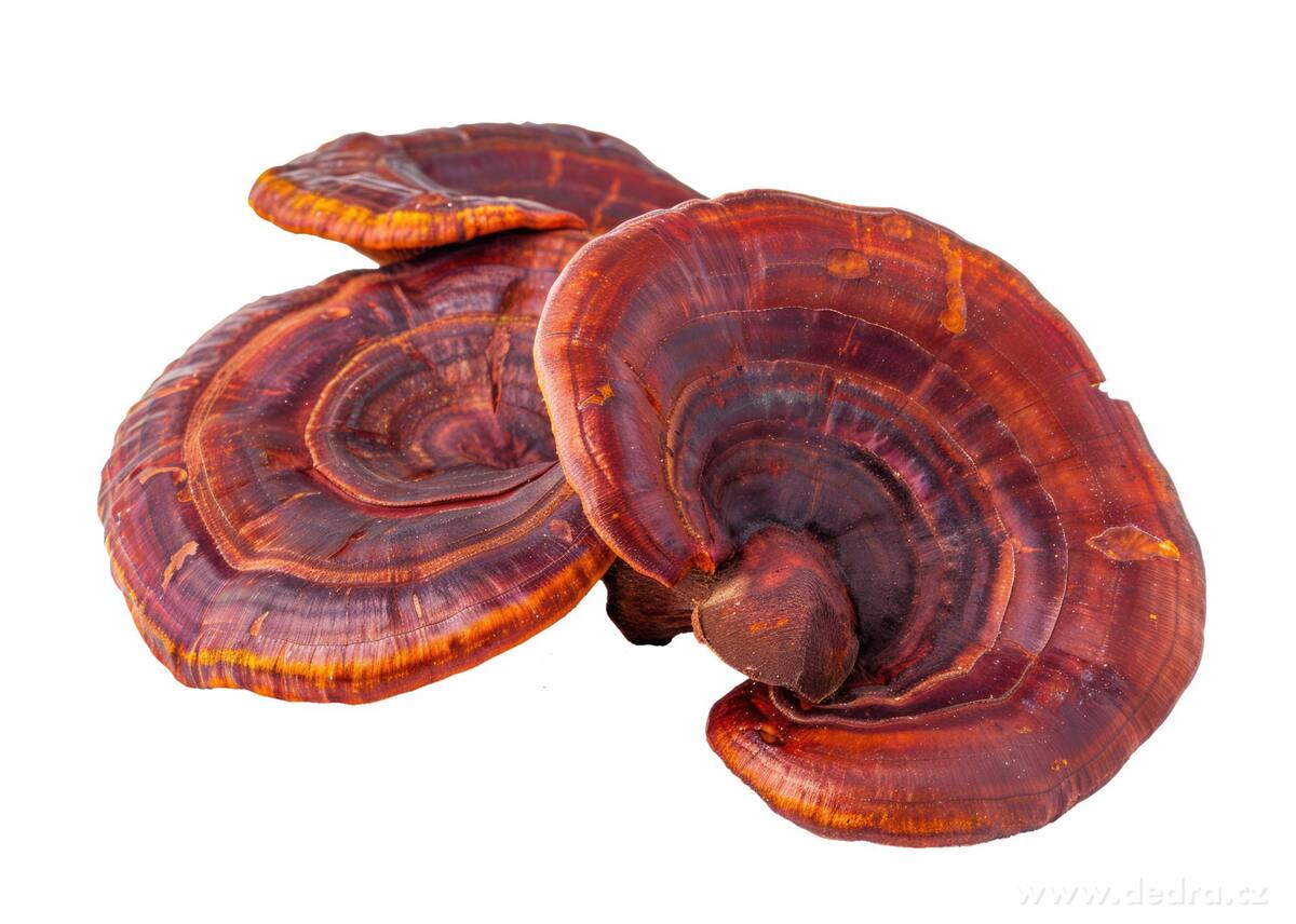 REISHI 500 mg - vitalita, imunita a rovnováha z prírody