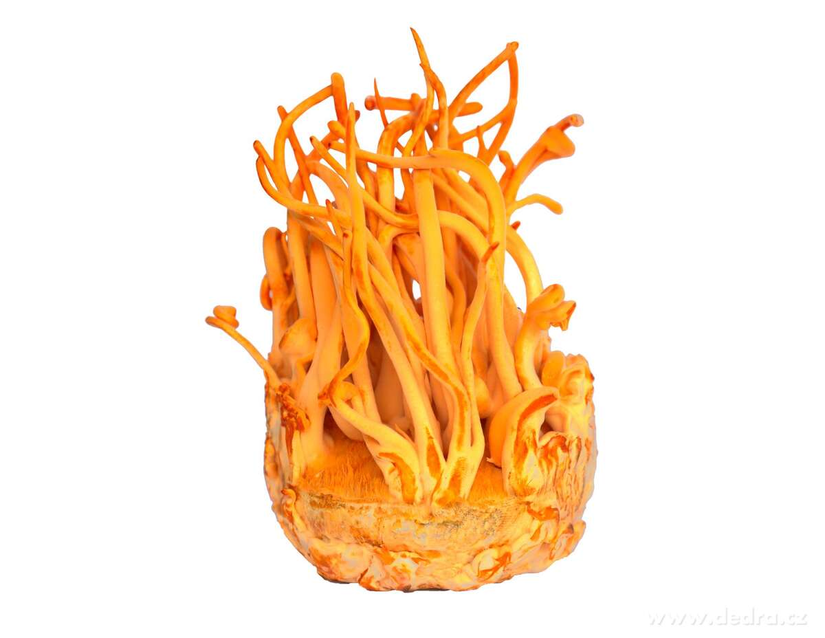 90 kapslí CORDYCEPS 490 mg