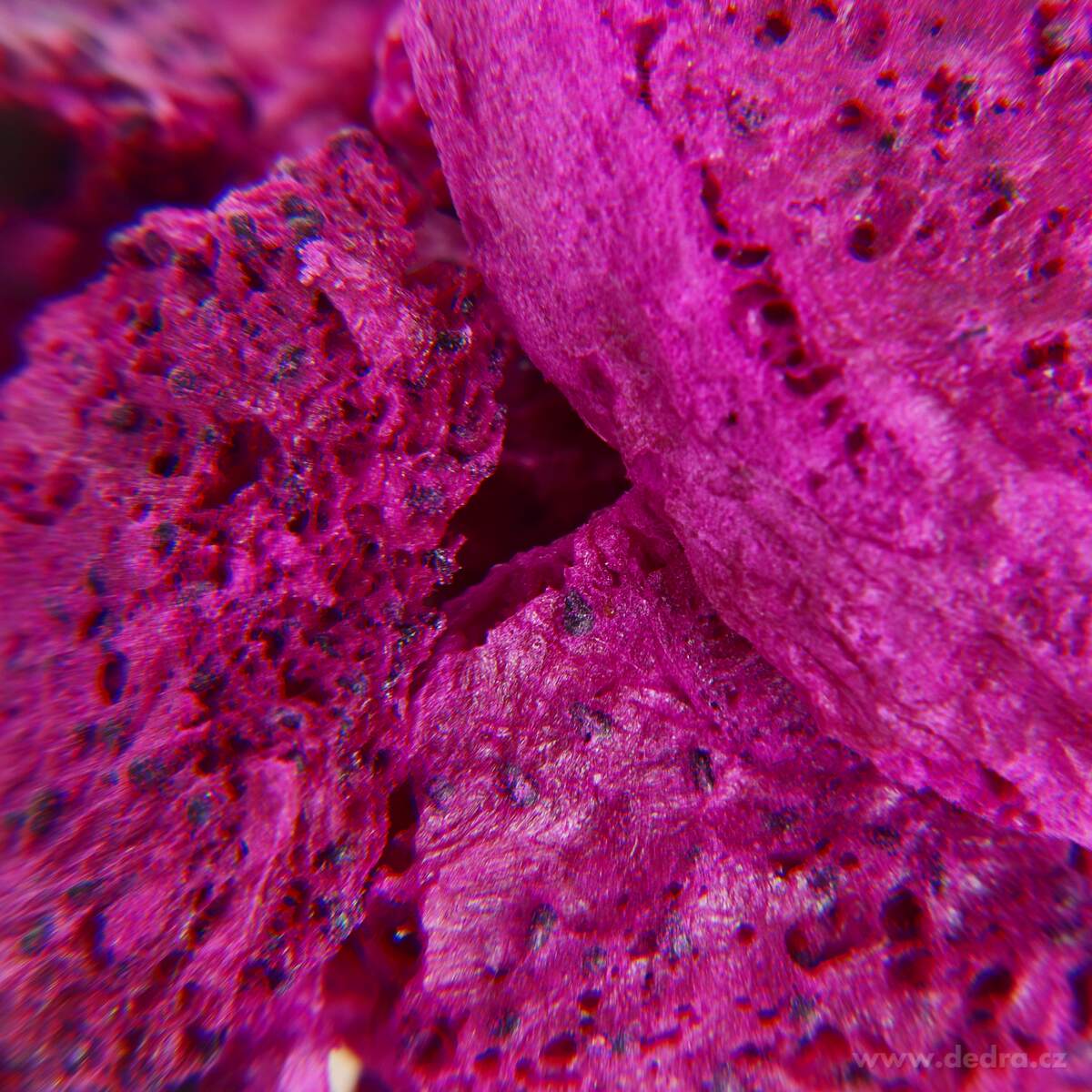 EXOTICKÁ PITAYA | lyofilizované plátky, ovoce sušené mrazem | 50 g