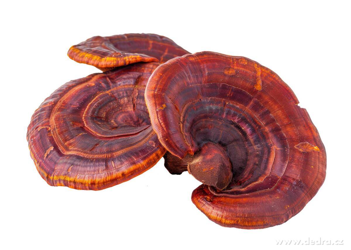 PŘÍRODNÍ IMUNITA | funkční kombinace s acerolu, hlívou & reishi