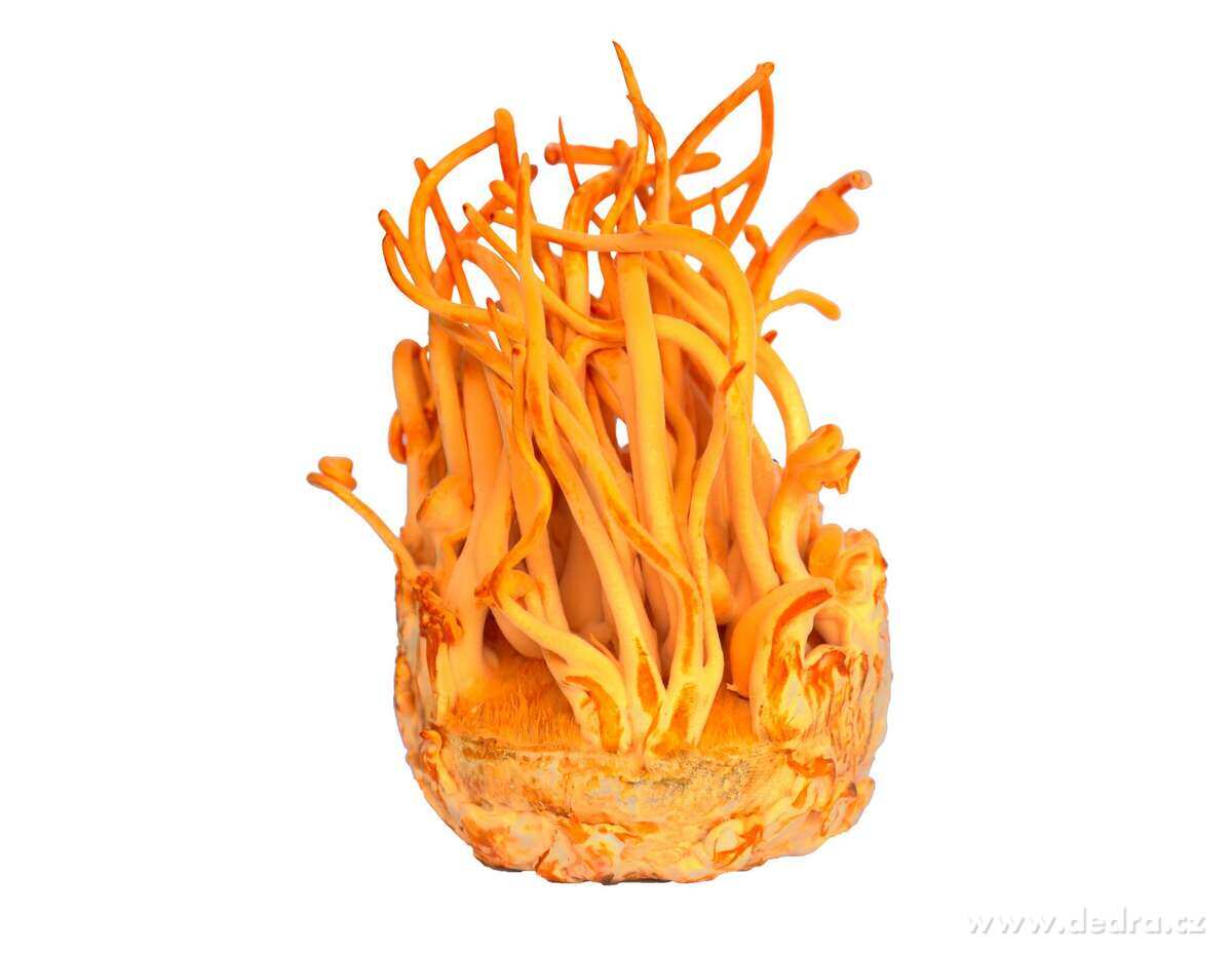 BALÍČEK PRO MUŽE | pro výkon & energii, ke snížení únavy a vyčerpání