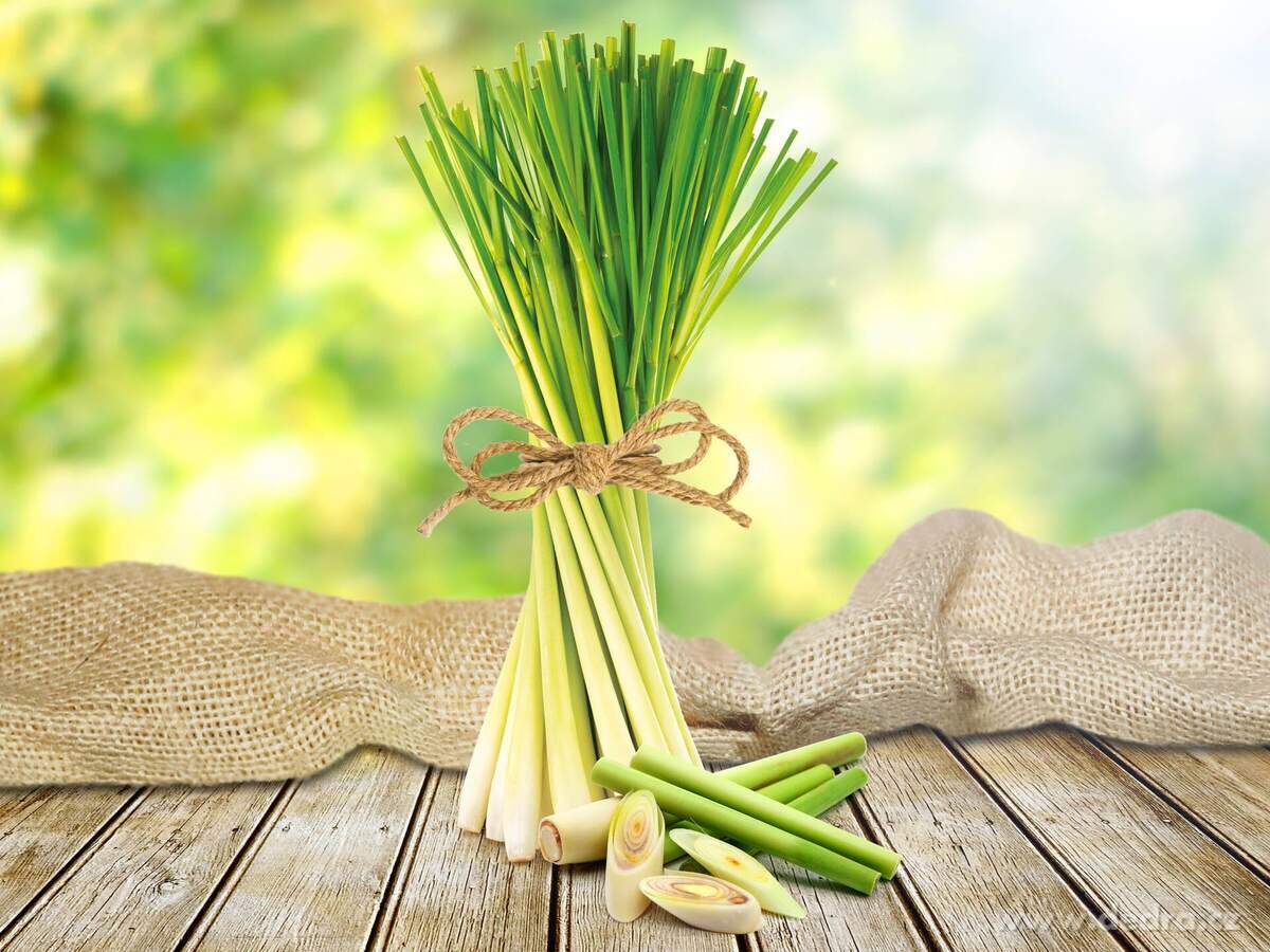 CITRONELLA 3+1 ZDARMA | 3× vonná esence citronella & 1× keramická aromalampa