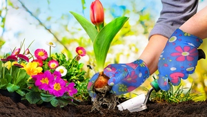 PRZESADZANIE KWIATÓW